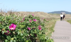태안 신두리 해안사구에 해당화 활짝