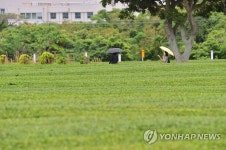 빗방울 떨어지는 제주
