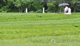 빗방울 떨어지는 제주