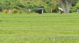 빗방울 떨어지는 제주