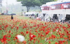 옛 수인선 협궤열차 철길에 활짝 핀 양귀비꽃