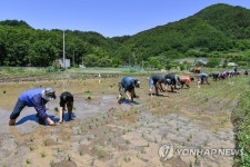 정선 와평마을서 손 모내기
