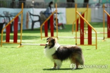 찾아가는 강아지 놀이터
