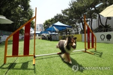 반려견 놀이터에서 마음껏 놀자