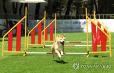 우리 강아지의 신나는 놀이터