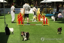 즐거운 반려견 순회 놀이터