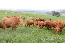 초원 위의 한우들