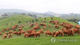 초원 위의 한우들
