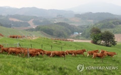 우리는 우(牛)사인볼트