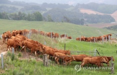 초지를 향해 힘차게… 대관령 한우 300마리 올해 첫 방목