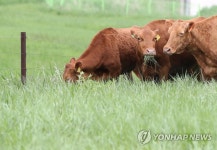 초원 나들이 나온 한우들