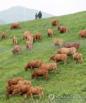 초원 나들이 나온 한우들