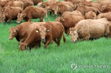 초원 나온 한우들