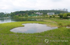 의암호 참사 300일, 노란 꽃창포 만개한 인공수초섬