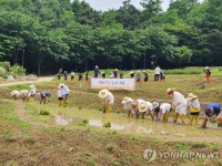 강동구, 생태논학교 모내기 체험 진행