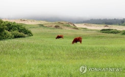 태안 신두리 해안사구서 풀 뜯는 한우