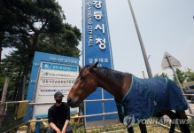 강릉 시청 앞에 등장한 말