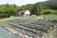 농작물 자라고 있는 우상호 의원 포천 땅