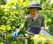 태안서 새콤달콤 오디 수확 한창