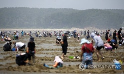 태안 몽산포 조개 캐기 체험객 '인산인해'