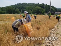 달성습지서 철새 먹이용 유기농 보리 첫 수확