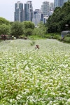서울 도심의 메밀꽃 필 무렵