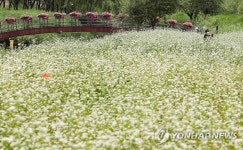 하얀 메밀꽃 만개