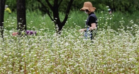 서울 양재천에 핀 메밀꽃