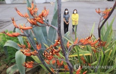 제주서 신서란 꽃 활짝
