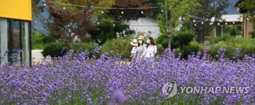 거창 허브빌리지에 라벤더가 활짝