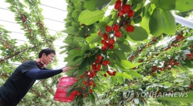 체리 수확 한창
