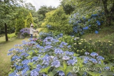 구례 수목원에 만개한 수국