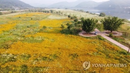 황금 물결 이룬 합강권역