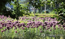 보랏빛 물결…코끼리 마늘꽃