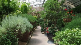 [한국 속 유럽] ⑤ 지중해 허브가 한국 품으로…포천 허브아일랜드