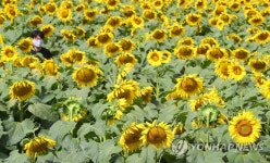해바라기 활짝 핀 제주