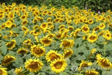 해바라기 활짝 핀 제주