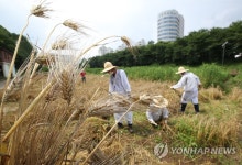 도심에서 수확하는 유기농 보리