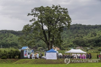 최고령 오리나무 천연기념물 지정 기념식