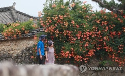 개평한옥마을에 핀 능소화