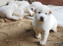 문 대통령, SNS에 풍산개 강아지 공개