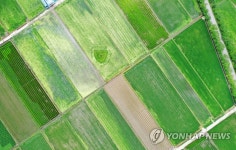 장마시작된 논밭