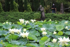제주 한림공원 연꽃 활짝