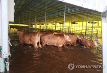 소 축사도 침수