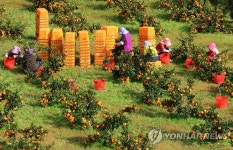 제주서 감귤 등에 막대한 피해 오리엔탈과실파리 발견 초긴장