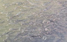부산 수영강 고개 내민 숭어 떼