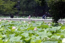 덕진공원에 퍼지는 연향