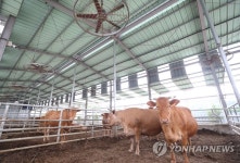 더위 식히는 소