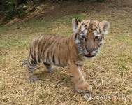 귀하신 몸 대전 오월드 아기동물 공개