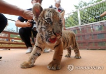 귀하신 몸 대전 오월드 백두산 호랑이 등 아기동물 공개